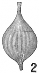 Lagena sulcata apiculata
