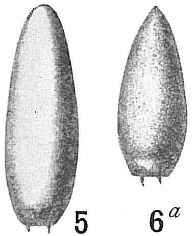 Lagena truncata Lagena truncata