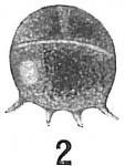 Chromista - Foraminifera (foraminifers)