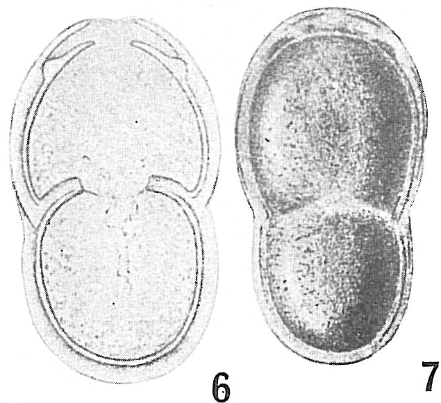 Lingulina bicarinata Lingulina bicarinata