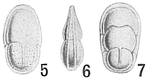 Lingulina bicarinata Lingulina bicarinata