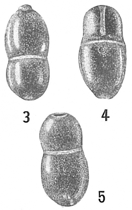 Lingulina biloculi Lingulina biloculi