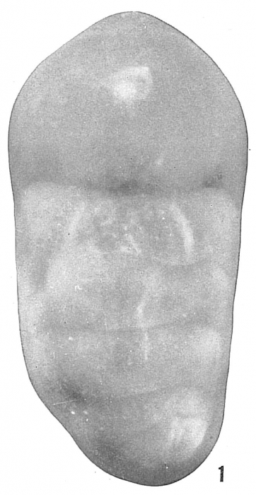 Lingulina carinata Lingulina carinata