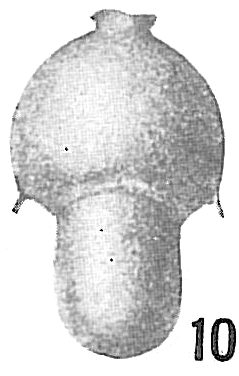 Lingulina pellucida Lingulina pellucida