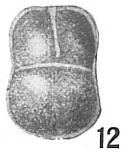 Chromista - Foraminifera (foraminifers)