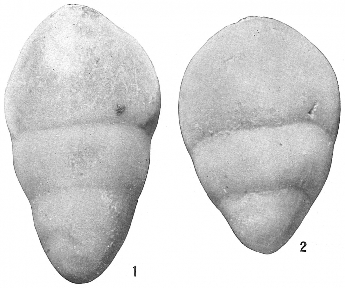 Lingulina seminuda Lingulina seminuda