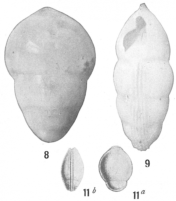 Lingulina seminuda Lingulina seminuda