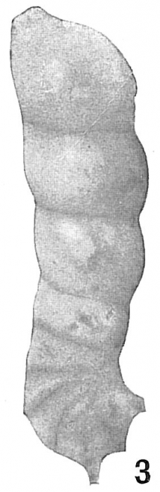 Marginulina bacheii var. ensiformis