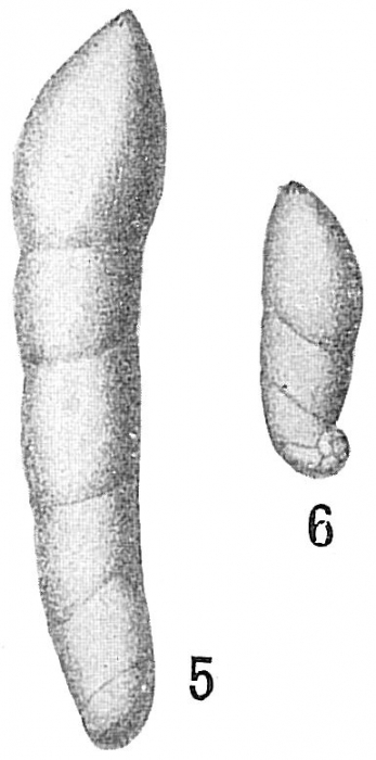 Marginulina glabra