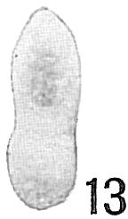 Nodosaria calomorpha Nodosaria calomorpha