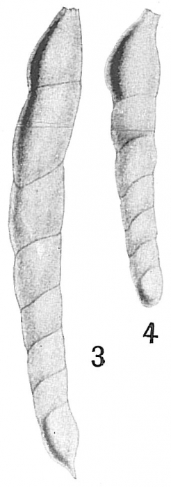 Nodosaria communis Nodosaria communis