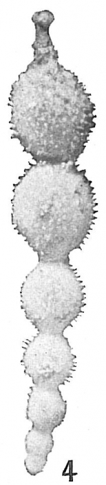 Nodosaria hirsuta var. aculeata Nodosaria hirsuta var. aculeata