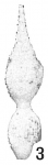 Nodosaria intercellularis