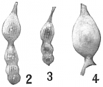 Chromista - Foraminifera (foraminifers)