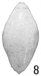 Nodosaria laevigata occidentalis