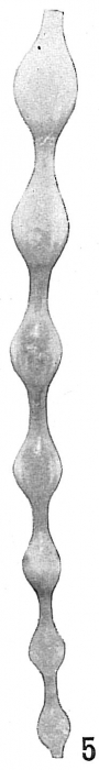 Nodosaria pyrula var. semirugosa Nodosaria pyrula var. semirugosa