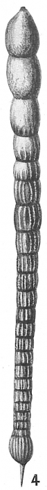 Nodosaria raphanistrum obsoleta Nodosaria raphanistrum obsoleta
