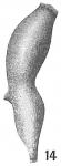 Nodosaria simplex