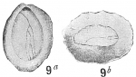 Chromista - Foraminifera (foraminifers)