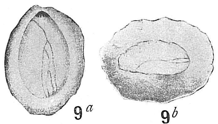 Polymorphina concava Polymorphina concava