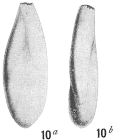 Polymorphina cylindroidea