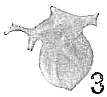 Polymorphina inaequalis Polymorphina inaequalis