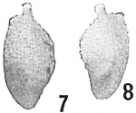 Chromista - Foraminifera (foraminifers)