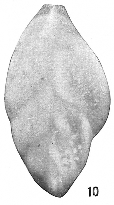 Polymorphina flintii
