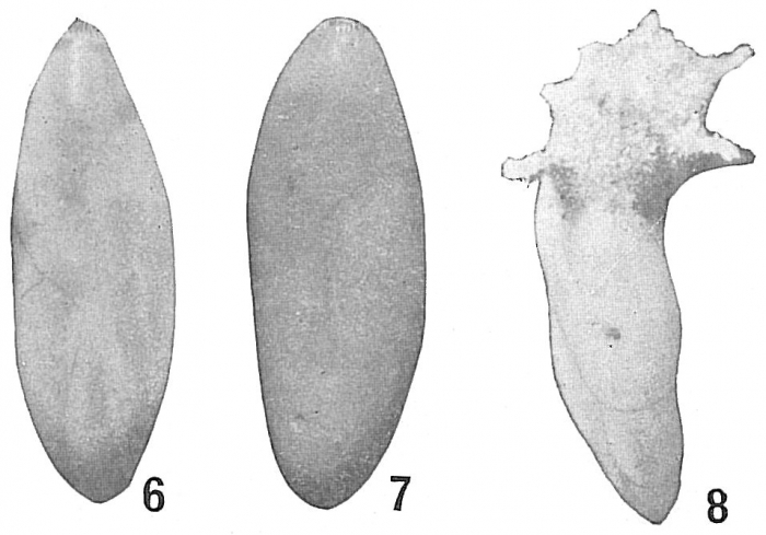 Polymorphina lactea novangliae