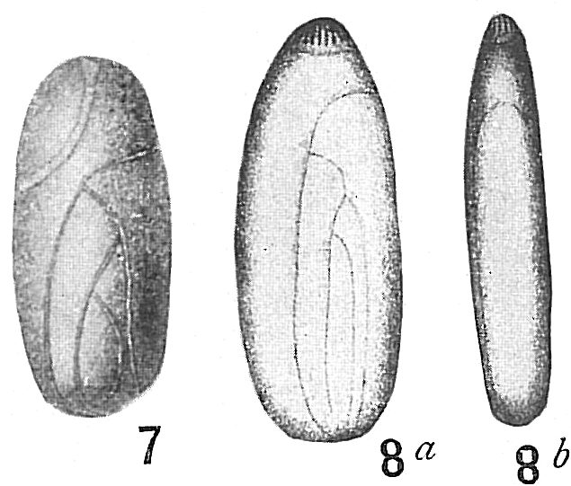 Polymorphina lactea oblonga
