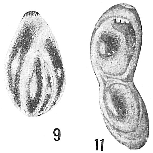 Polymorphina lactea