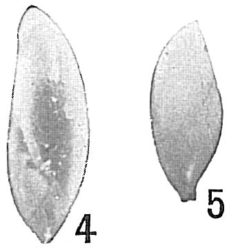 Polymorphina lanceolata