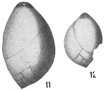 Chromista - Foraminifera (foraminifers)