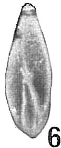Polymorphina pulchella
