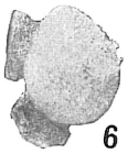 Polymorphina rugosa