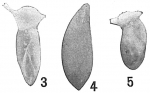 Chromista - Foraminifera (foraminifers)