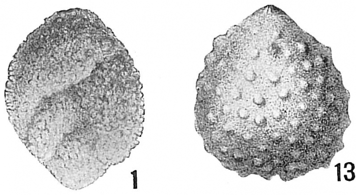 Polymorphina spinosa