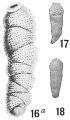 Chromista - Foraminifera (foraminifers)