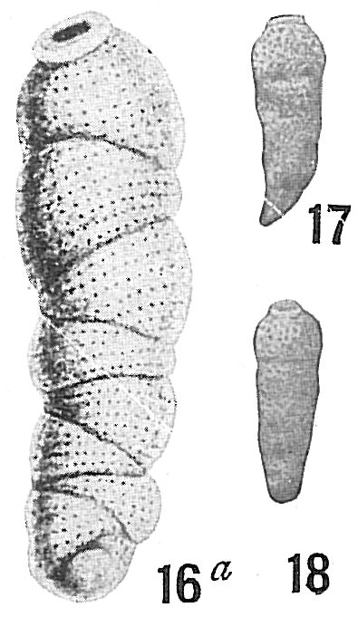 Siphogenerina dimorpha