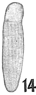 Siphogenerina raphanus Siphogenerina raphanus