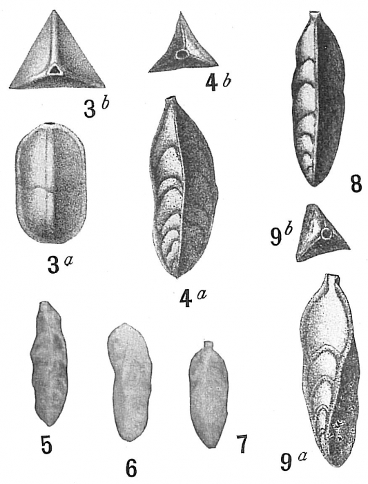 Trifarina bradyi Trifarina bradyi