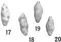 Chromista - Foraminifera (foraminifers)