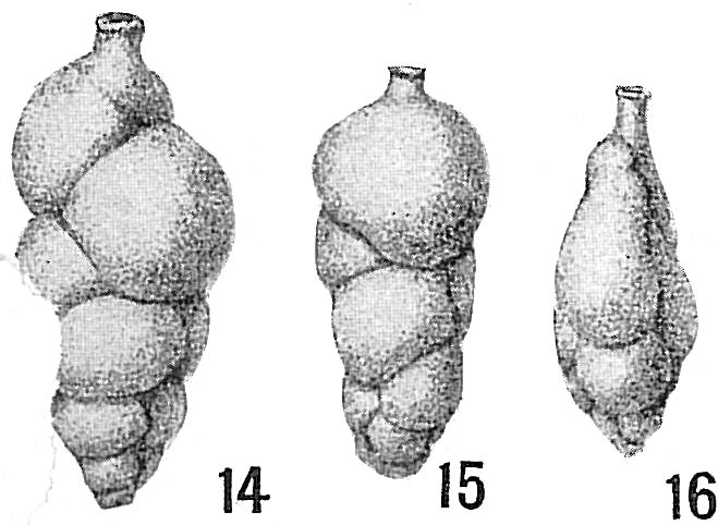Uvigerina canariensis Uvigerina canariensis