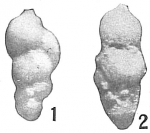 Chromista - Foraminifera (foraminifers)