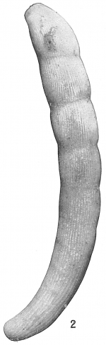 Vaginulina bermudensis