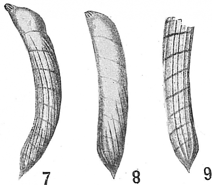 Vaginulina linearis