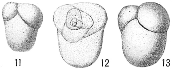 Allomorphina trigona sensu Cushman (1924) not Reuss = A. pacifica Cushman & Todd, 1949