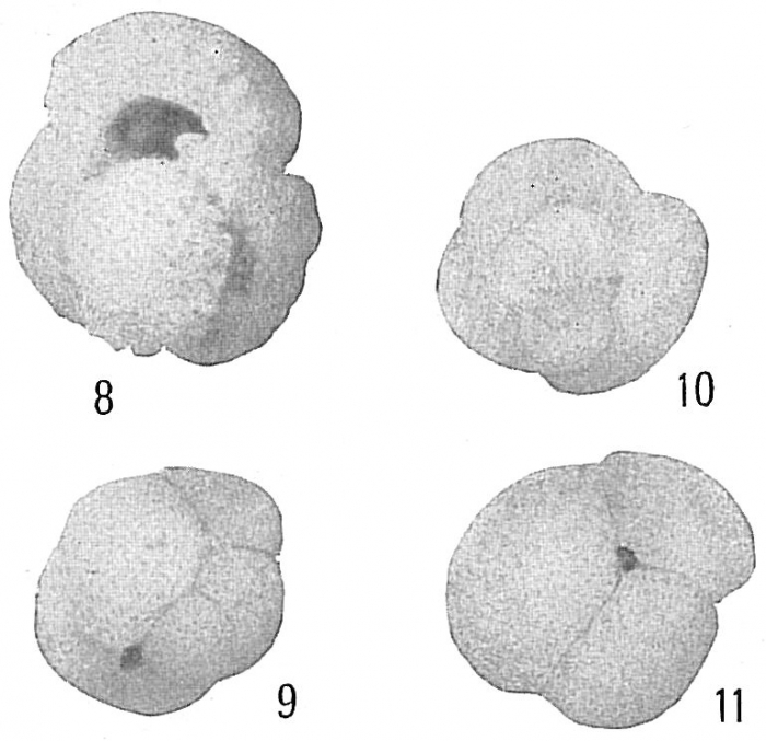 Globigerina conglobata