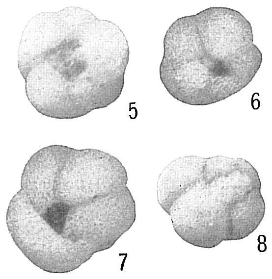 Globigerina dubia Globigerina dubia