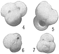 Chromista - Foraminifera (foraminifers)